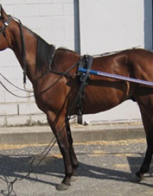 Horse Racing Programs